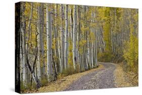 Dirt Road Through Yellow Aspen in the Fall-James Hager-Stretched Canvas