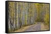 Dirt Road Through Yellow Aspen in the Fall-James Hager-Framed Stretched Canvas