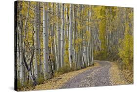 Dirt Road Through Yellow Aspen in the Fall-James Hager-Stretched Canvas