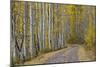 Dirt Road Through Yellow Aspen in the Fall-James Hager-Mounted Photographic Print