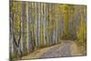 Dirt Road Through Yellow Aspen in the Fall-James Hager-Mounted Photographic Print