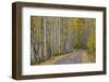 Dirt Road Through Yellow Aspen in the Fall-James Hager-Framed Premium Photographic Print