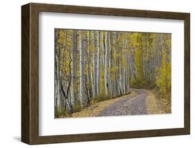 Dirt Road Through Yellow Aspen in the Fall-James Hager-Framed Photographic Print