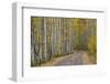 Dirt Road Through Yellow Aspen in the Fall-James Hager-Framed Photographic Print