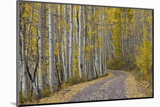 Dirt Road Through Yellow Aspen in the Fall-James Hager-Mounted Photographic Print