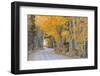 Dirt Road Winding Through a Tree Tunnel, Bishop, California, USA. Autumn (October)-Adam Burton-Framed Photographic Print