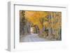 Dirt Road Winding Through a Tree Tunnel, Bishop, California, USA. Autumn (October)-Adam Burton-Framed Photographic Print