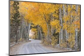 Dirt Road Winding Through a Tree Tunnel, Bishop, California, USA. Autumn (October)-Adam Burton-Mounted Photographic Print