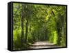 Dirt Roadway Overhanging with Greens of Oak Trees Near Independence, Texas, USA-Darrell Gulin-Framed Stretched Canvas