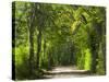 Dirt Roadway Overhanging with Greens of Oak Trees Near Independence, Texas, USA-Darrell Gulin-Stretched Canvas