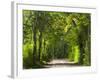 Dirt Roadway Overhanging with Greens of Oak Trees Near Independence, Texas, USA-Darrell Gulin-Framed Photographic Print