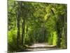 Dirt Roadway Overhanging with Greens of Oak Trees Near Independence, Texas, USA-Darrell Gulin-Mounted Photographic Print