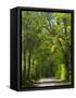 Dirt Roadway Overhanging with Greens of Oak Trees Near Independence, Texas, USA-Darrell Gulin-Framed Stretched Canvas