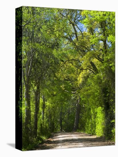 Dirt Roadway Overhanging with Greens of Oak Trees Near Independence, Texas, USA-Darrell Gulin-Stretched Canvas