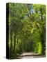 Dirt Roadway Overhanging with Greens of Oak Trees Near Independence, Texas, USA-Darrell Gulin-Stretched Canvas