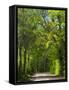 Dirt Roadway Overhanging with Greens of Oak Trees Near Independence, Texas, USA-Darrell Gulin-Framed Stretched Canvas
