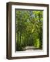 Dirt Roadway Overhanging with Greens of Oak Trees Near Independence, Texas, USA-Darrell Gulin-Framed Photographic Print