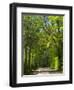 Dirt Roadway Overhanging with Greens of Oak Trees Near Independence, Texas, USA-Darrell Gulin-Framed Photographic Print