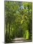 Dirt Roadway Overhanging with Greens of Oak Trees Near Independence, Texas, USA-Darrell Gulin-Mounted Photographic Print