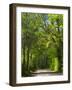 Dirt Roadway Overhanging with Greens of Oak Trees Near Independence, Texas, USA-Darrell Gulin-Framed Photographic Print