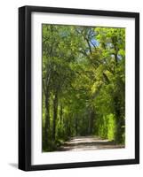 Dirt Roadway Overhanging with Greens of Oak Trees Near Independence, Texas, USA-Darrell Gulin-Framed Photographic Print