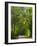 Dirt Roadway Overhanging with Greens of Oak Trees Near Independence, Texas, USA-Darrell Gulin-Framed Photographic Print