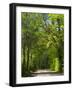 Dirt Roadway Overhanging with Greens of Oak Trees Near Independence, Texas, USA-Darrell Gulin-Framed Photographic Print