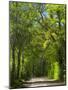 Dirt Roadway Overhanging with Greens of Oak Trees Near Independence, Texas, USA-Darrell Gulin-Mounted Photographic Print