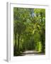 Dirt Roadway Overhanging with Greens of Oak Trees Near Independence, Texas, USA-Darrell Gulin-Framed Photographic Print