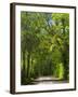 Dirt Roadway Overhanging with Greens of Oak Trees Near Independence, Texas, USA-Darrell Gulin-Framed Photographic Print