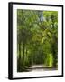 Dirt Roadway Overhanging with Greens of Oak Trees Near Independence, Texas, USA-Darrell Gulin-Framed Photographic Print