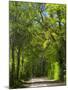 Dirt Roadway Overhanging with Greens of Oak Trees Near Independence, Texas, USA-Darrell Gulin-Mounted Photographic Print