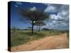 Dirt Track Road and Acacia Trees, Baragoi, Kenya, East Africa, Africa-Dominic Harcourt-webster-Stretched Canvas