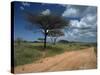 Dirt Track Road and Acacia Trees, Baragoi, Kenya, East Africa, Africa-Dominic Harcourt-webster-Stretched Canvas