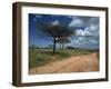 Dirt Track Road and Acacia Trees, Baragoi, Kenya, East Africa, Africa-Dominic Harcourt-webster-Framed Photographic Print