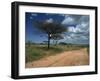 Dirt Track Road and Acacia Trees, Baragoi, Kenya, East Africa, Africa-Dominic Harcourt-webster-Framed Photographic Print