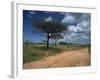 Dirt Track Road and Acacia Trees, Baragoi, Kenya, East Africa, Africa-Dominic Harcourt-webster-Framed Photographic Print