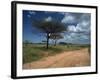 Dirt Track Road and Acacia Trees, Baragoi, Kenya, East Africa, Africa-Dominic Harcourt-webster-Framed Photographic Print