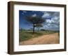 Dirt Track Road and Acacia Trees, Baragoi, Kenya, East Africa, Africa-Dominic Harcourt-webster-Framed Photographic Print