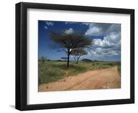 Dirt Track Road and Acacia Trees, Baragoi, Kenya, East Africa, Africa-Dominic Harcourt-webster-Framed Photographic Print