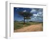 Dirt Track Road and Acacia Trees, Baragoi, Kenya, East Africa, Africa-Dominic Harcourt-webster-Framed Photographic Print