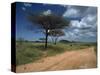 Dirt Track Road and Acacia Trees, Baragoi, Kenya, East Africa, Africa-Dominic Harcourt-webster-Stretched Canvas