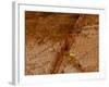 Dirty Chopping Board-Volker Steger-Framed Photographic Print