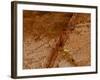 Dirty Chopping Board-Volker Steger-Framed Photographic Print