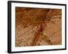 Dirty Chopping Board-Volker Steger-Framed Photographic Print