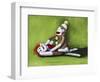 Dirty Socks-Leah Saulnier-Framed Premium Giclee Print