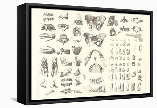 Disarticulated Bones and Teeth-null-Framed Stretched Canvas