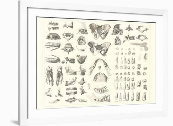 Disarticulated Bones and Teeth-null-Framed Premium Giclee Print