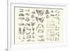 Disarticulated Bones and Teeth-null-Framed Premium Giclee Print