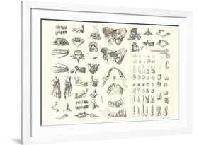 Disarticulated Bones and Teeth-null-Framed Premium Giclee Print